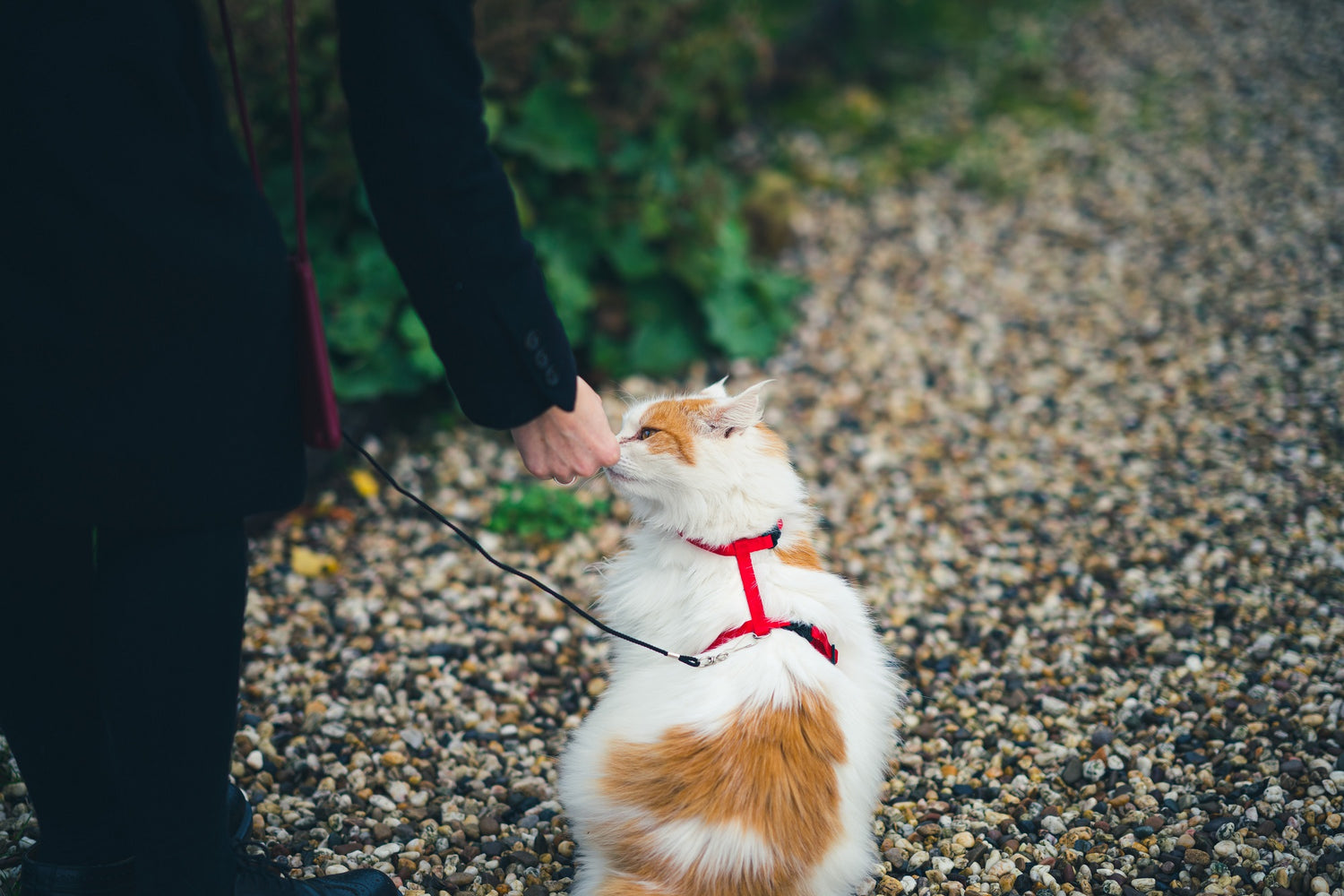 What is the Best Cat Harness?