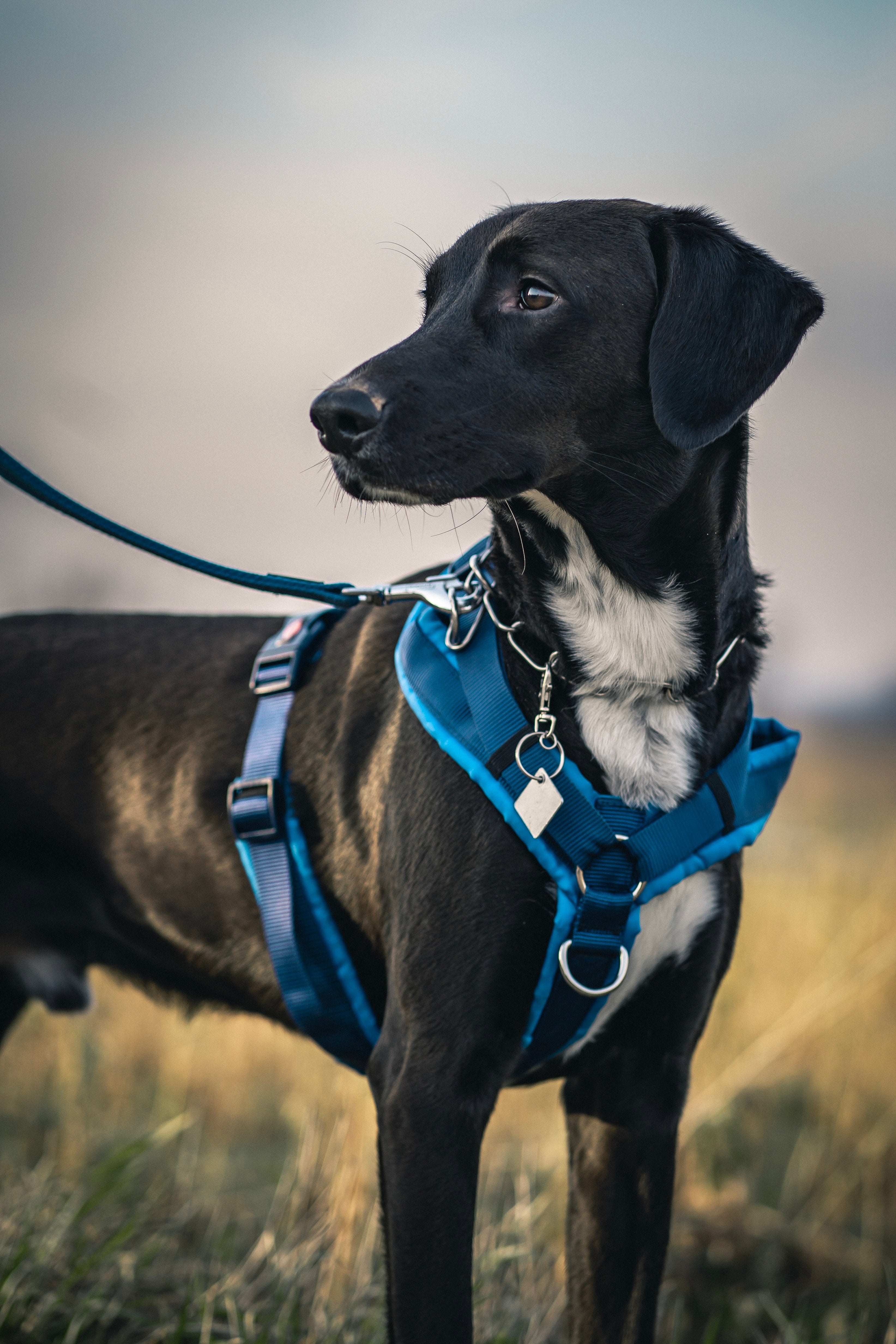 What are the benefits of dog harnesses?