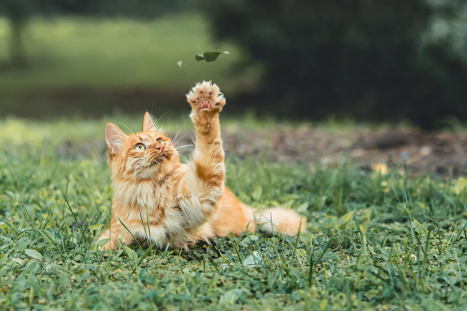 The Ultimate Guide to Cat Scratching Posts: Why Your Kitty Needs One