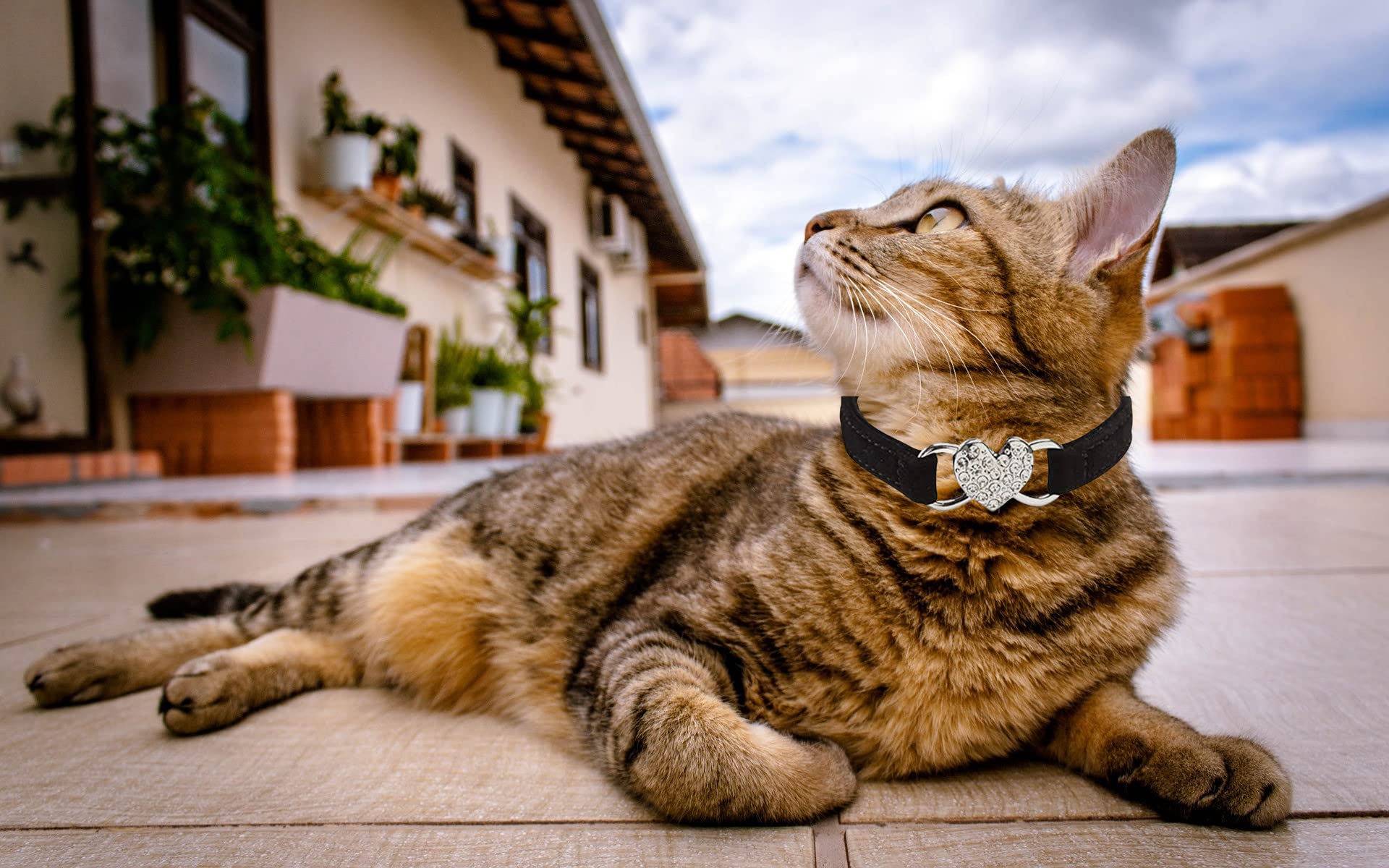 2 Pcs Heart Bling Cat Collar with Safety Belt and Bell Adjustable 8-10 inches for Kitten Cats (Pink+Red)