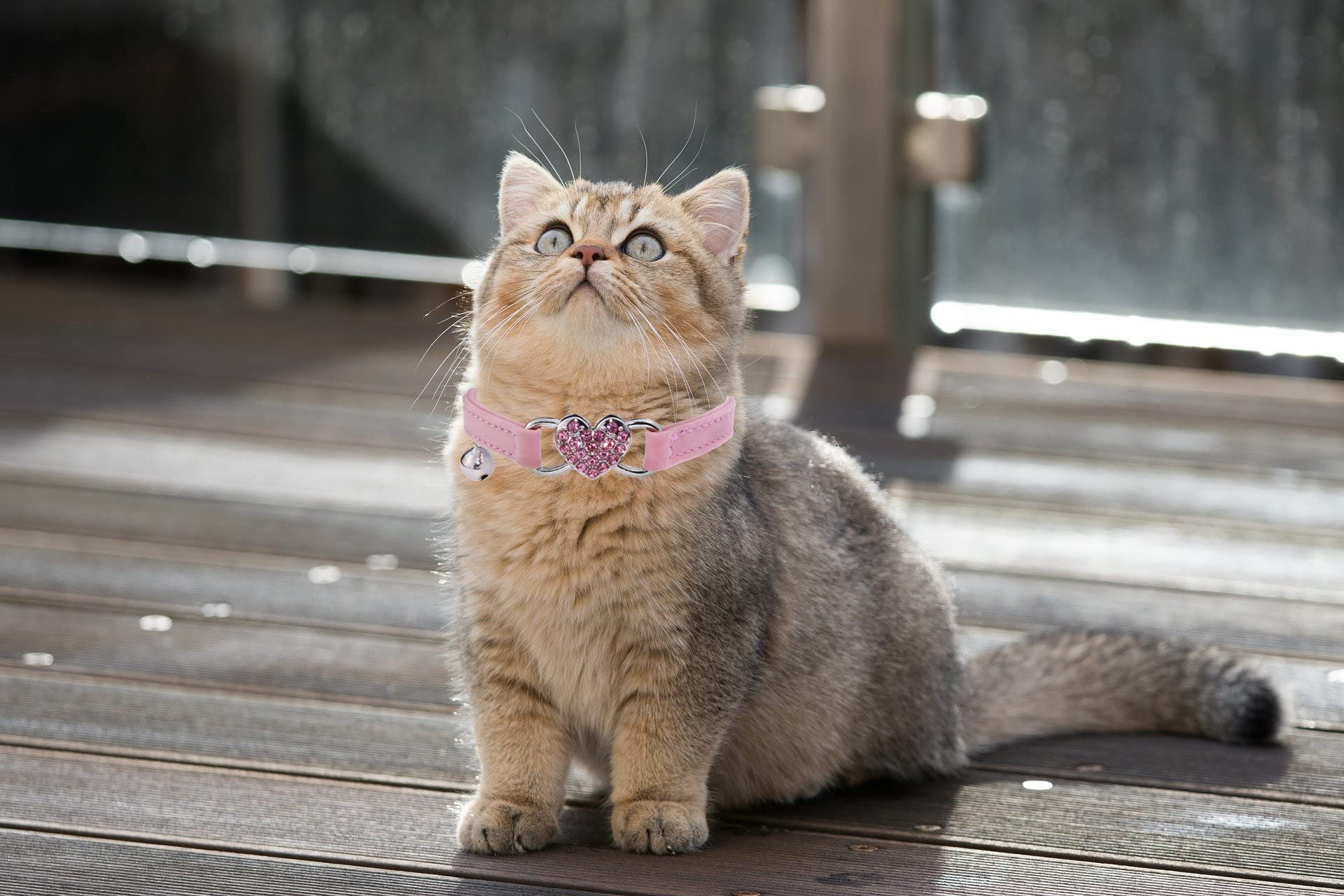 2 Pcs Heart Bling Cat Collar with Safety Belt and Bell Adjustable 8-10 inches for Kitten Cats (Pink+Red)